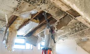 Why You Should Choose Our Mold Remediation Services in Round Lake Beach, IL